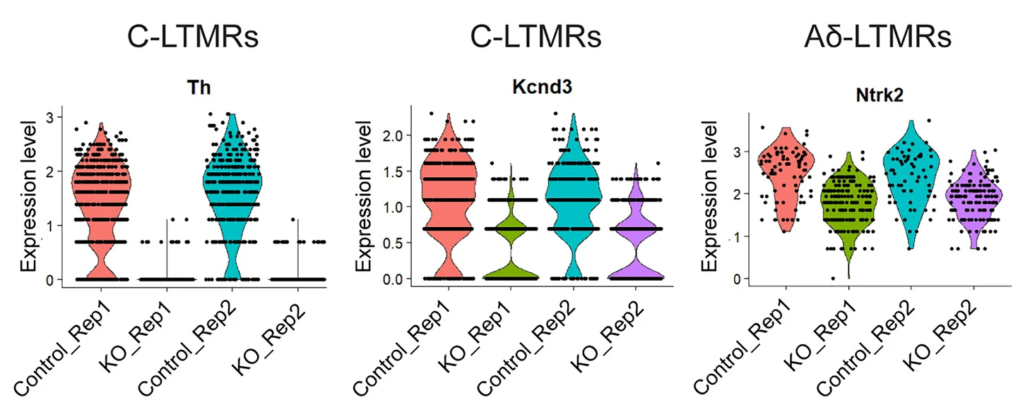 Open access visualization of Violin Plot, Scatter Plot, Violin Plots, Normalized Counts, Th