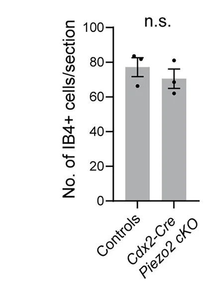 Open access visualization of Bar Plot, Error Bars, IB4 Cells, Thoracic DRG, Control