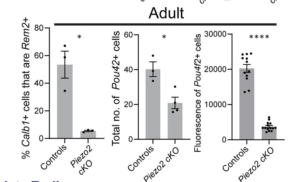 Open access visualization of Bar Plot, Error Bars, Calb1+ Cells, Rem2+, Adult Lumbar-Level DRG