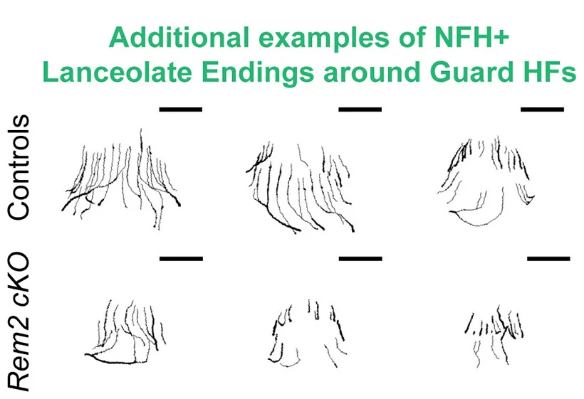 Open access visualization of Illustration, Maximum Projections, Reconstructions, NFH+ LEs, Guard HFs