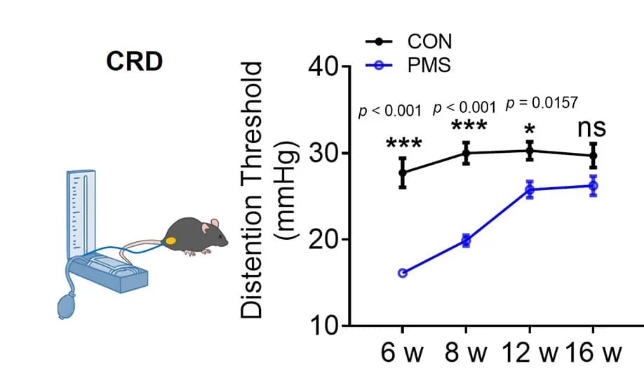 Open access visualization of Line Plot, Error Bars, CRD Stimulation, Visceral Pain Threshold, Mice