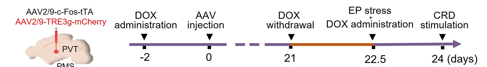 Open access visualization of Workflow, Viral Injection, PVT Neurons, Visceral Pain, Anxiety