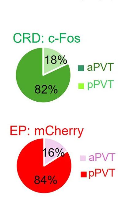 Open access visualization of Pie Chart, Neurons, Visceral Pain, Anxiety, aPVT