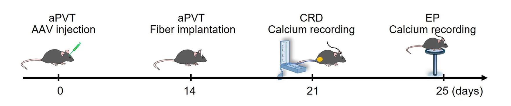 Open access visualization of Workflow, Illustration, Flowchart, Calcium Signal, aPVT