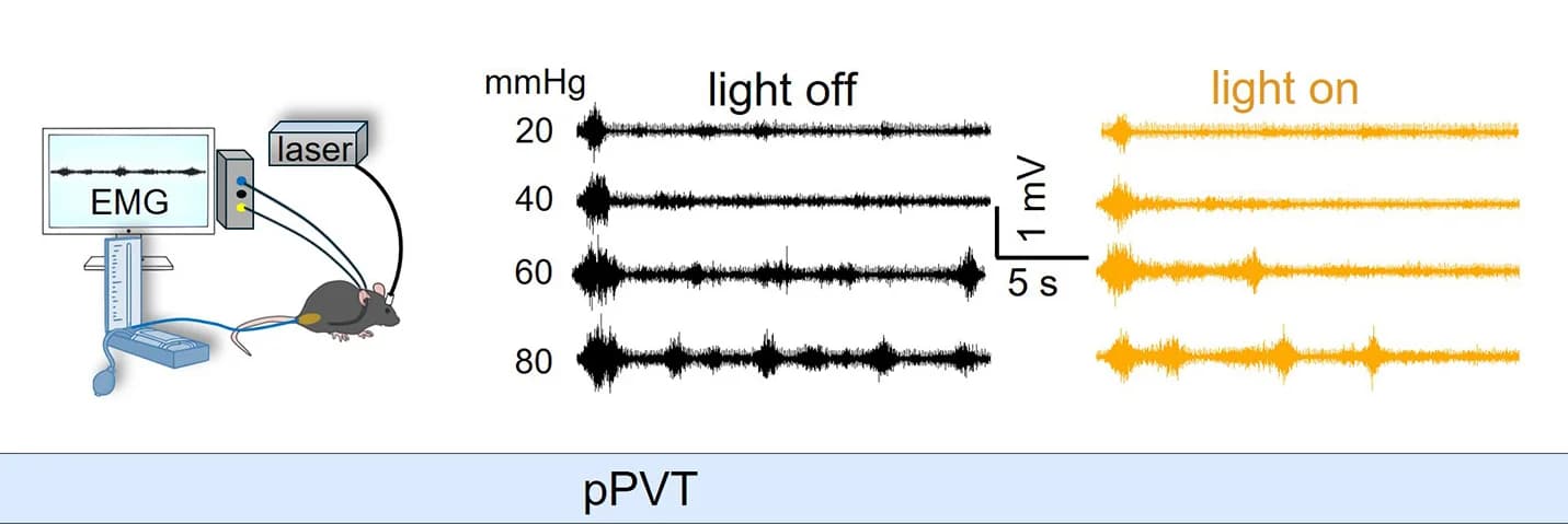 Open access visualization of Line Plot, EMG Traces, PMS Mice, CRD Pressures