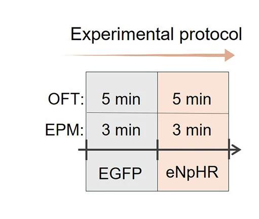 Open access visualization of Workflow, Flowchart, Open Field Tests, EPM Experiments