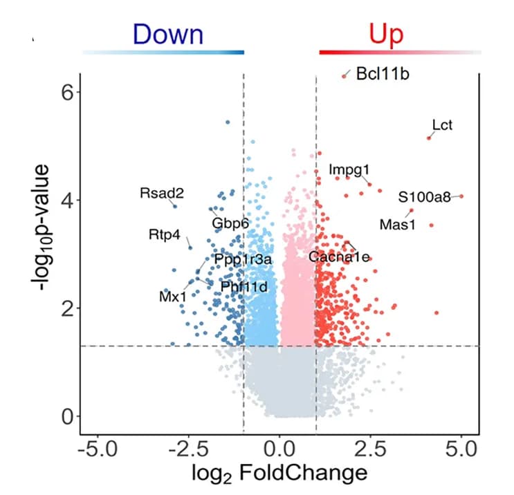 Open access visualization of Volcano Plot, DEGs, aPVT, CON Mice, PMS Mice