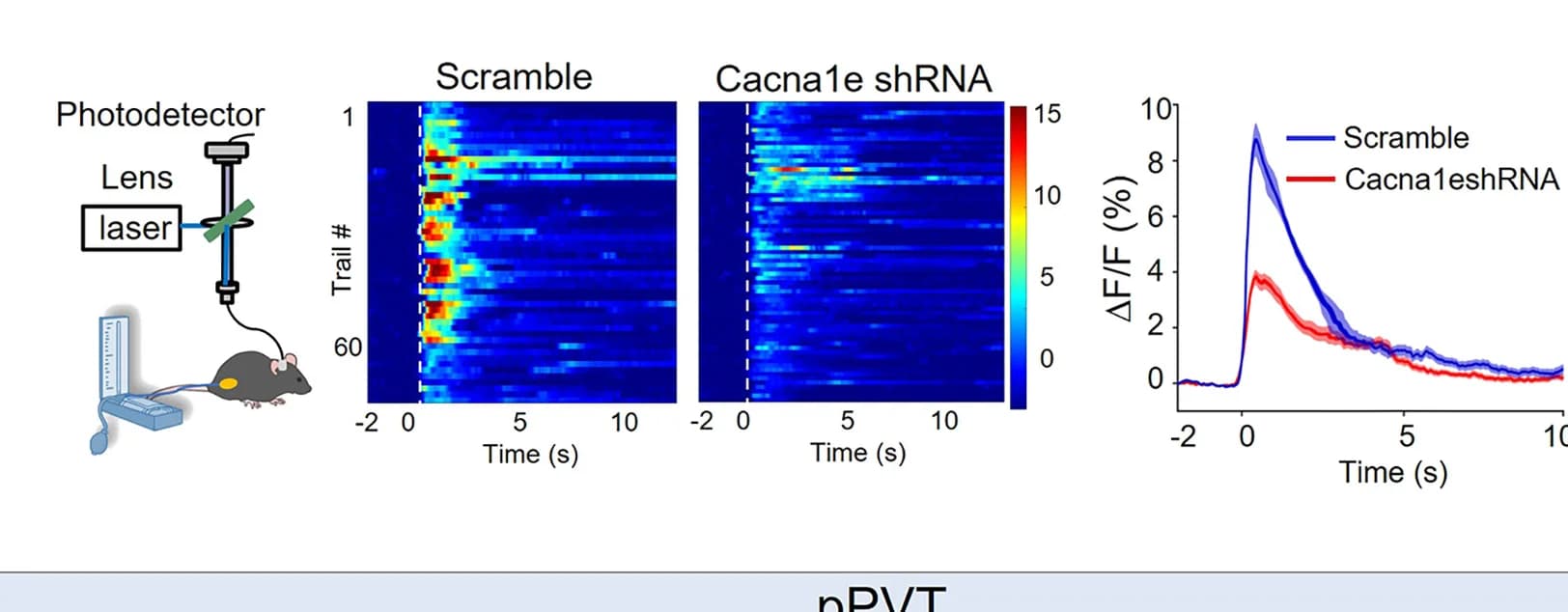 Open access visualization of Line Plot, Heatmap, Calcium Activity Heatmaps, Curve Plots, aPVT Glu