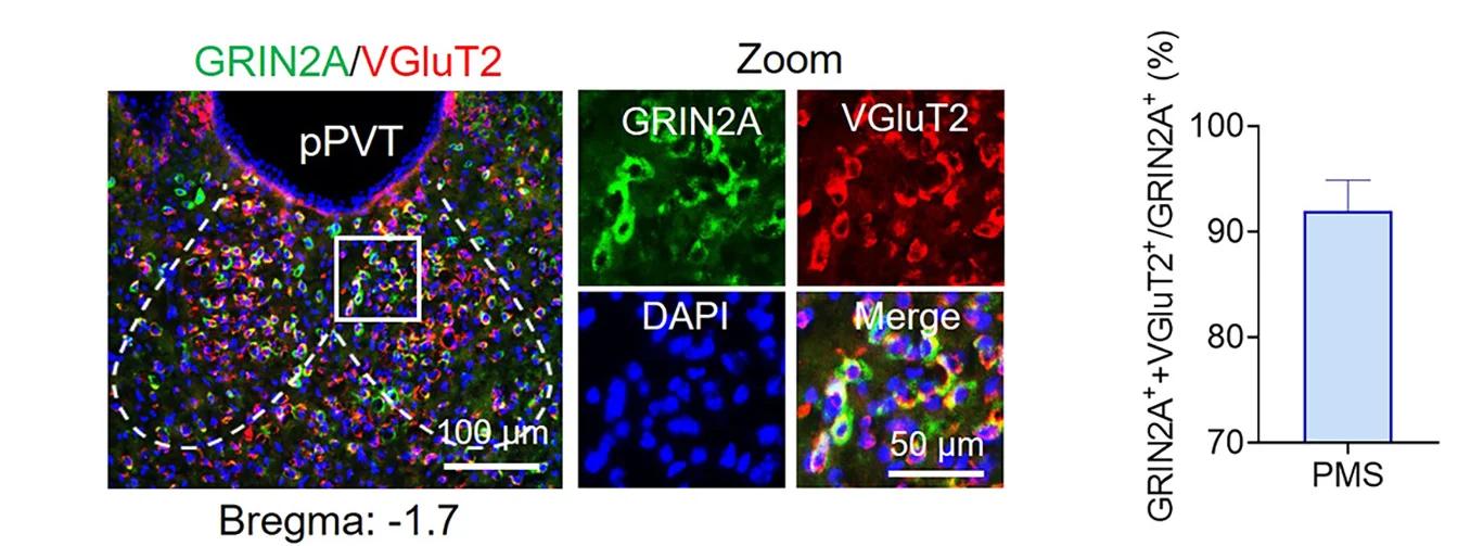 Open access visualization of Microscopy, Bar Plot, Error Bars, Representative Images, Statistical Data
