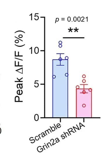 Open access visualization of Bar Plot, Error Bars, Calcium Activity Heatmaps, Curve Plots, pPVT Glu