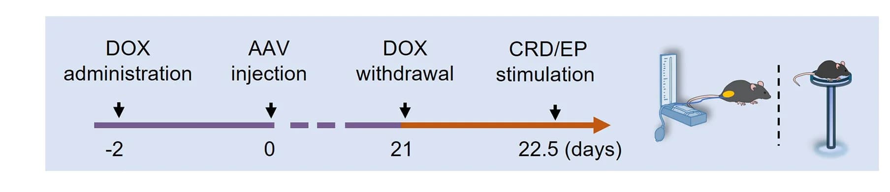 Open access visualization of Workflow, Illustration, Anterograde Tracing, Experiment, Flowchart