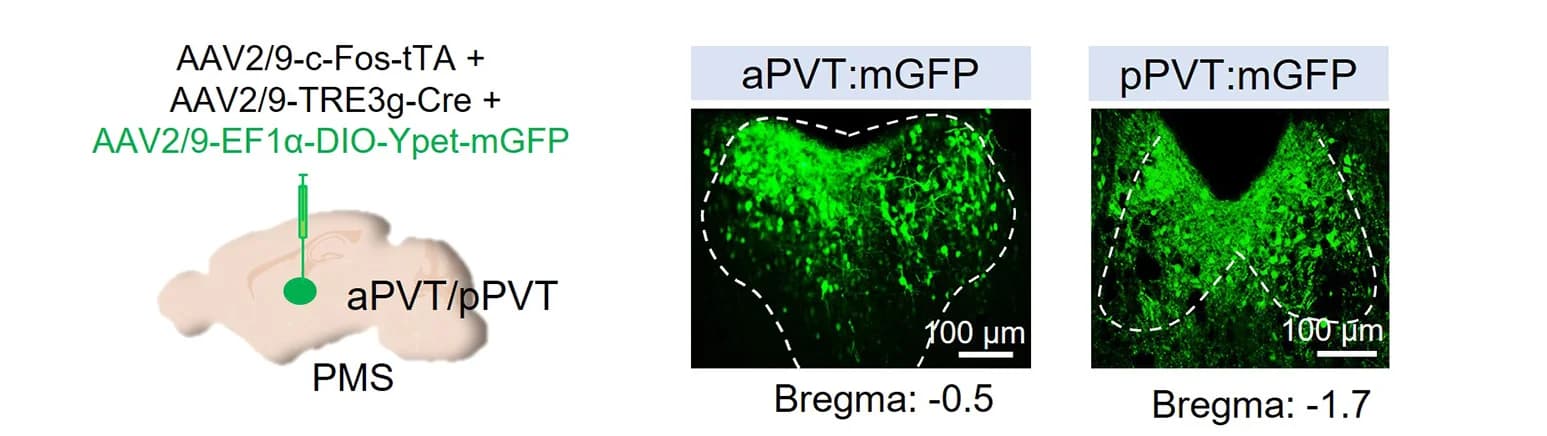 Open access visualization of Microscopy, Illustration, Viral Strategy, Fluorescence Images