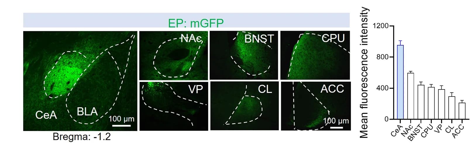 Open access visualization of Bar Plot, Error Bars, Microscopy, Axonal Terminal Projection, Fluorescence Intensity