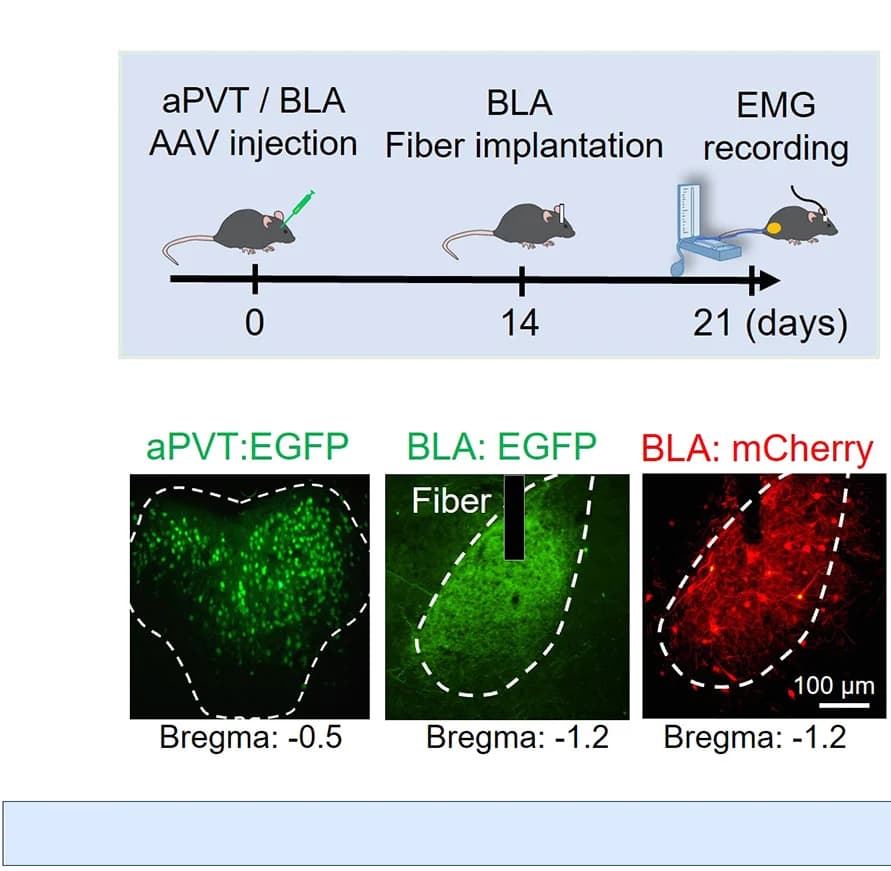 Open access visualization of Workflow, Microscopy, Experimental Flowchart, Virus Expression, Fluorescence Images