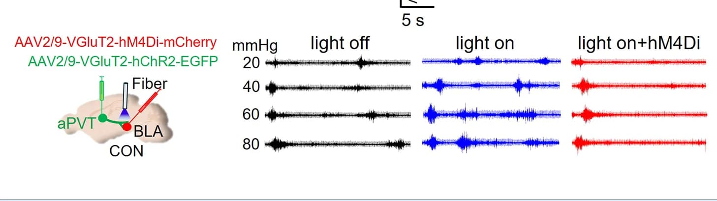 Open access visualization of Line Plot, EMG Traces, AUC Statistics, CRD Pressures, CON Mice