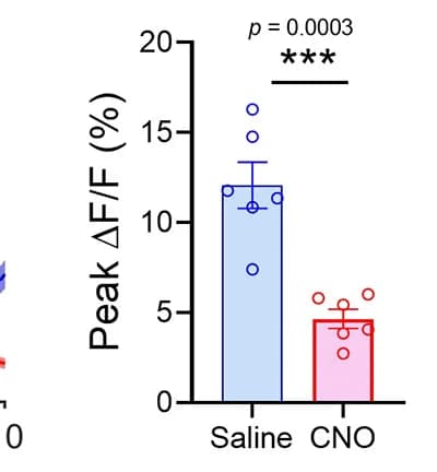 Open access visualization of Bar Plot, Error Bars, Heatmaps, Curve Plots, Calcium Signals