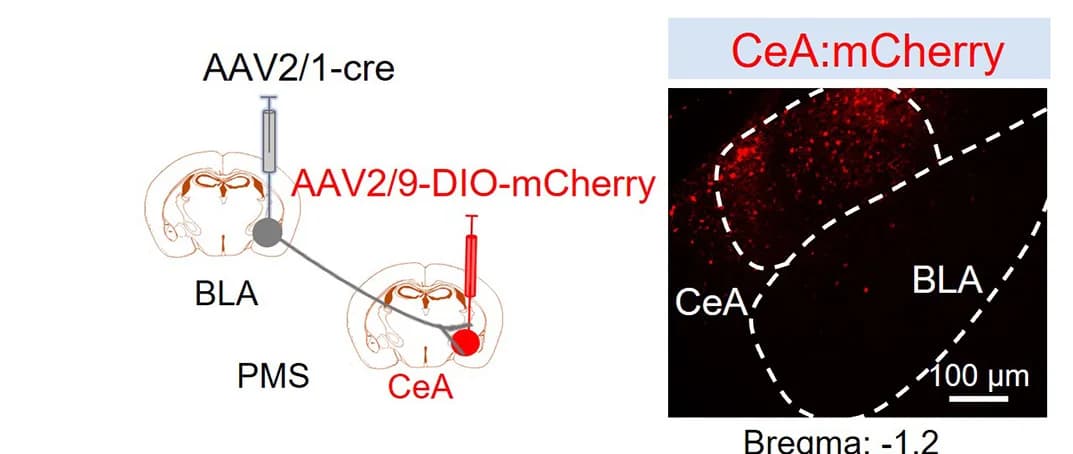 Open access visualization of Workflow, Microscopy, BLA-CeA Circuit, Viral Strategy, Fluorescence Images