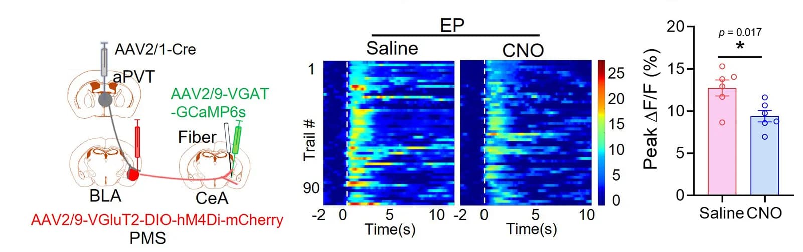 Open access visualization of Heatmap, Bar Plot, aPVT-BLA Circuit, Calcium Activity, CeAGABA