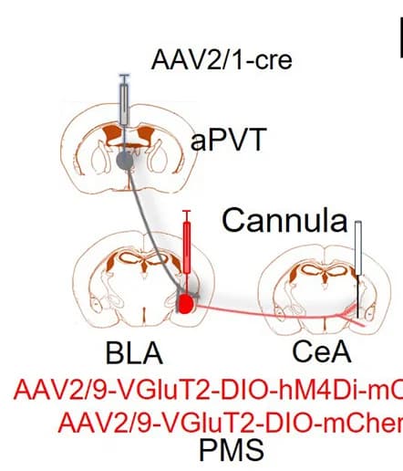 Open access visualization of Illustration, aPVT-BLA Projections, CeA Terminals, Visceral Pain Thresholds, Open Field