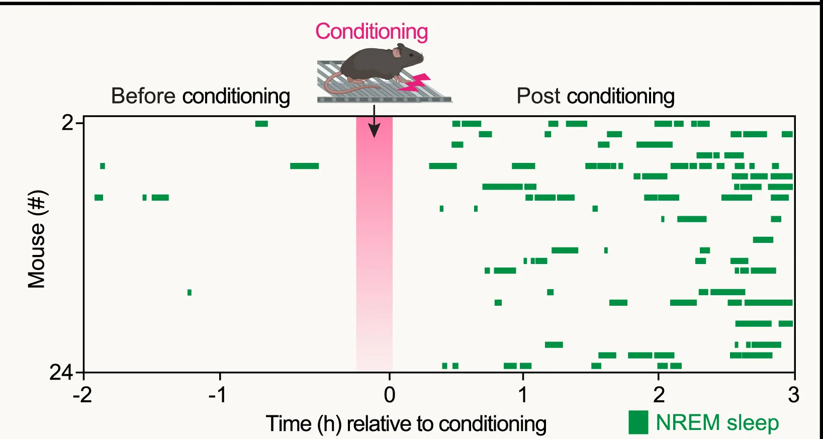 Open access visualization of Scatter Plot, Fear Conditioning, Electric Foot Shock, NREM Sleep, Mice