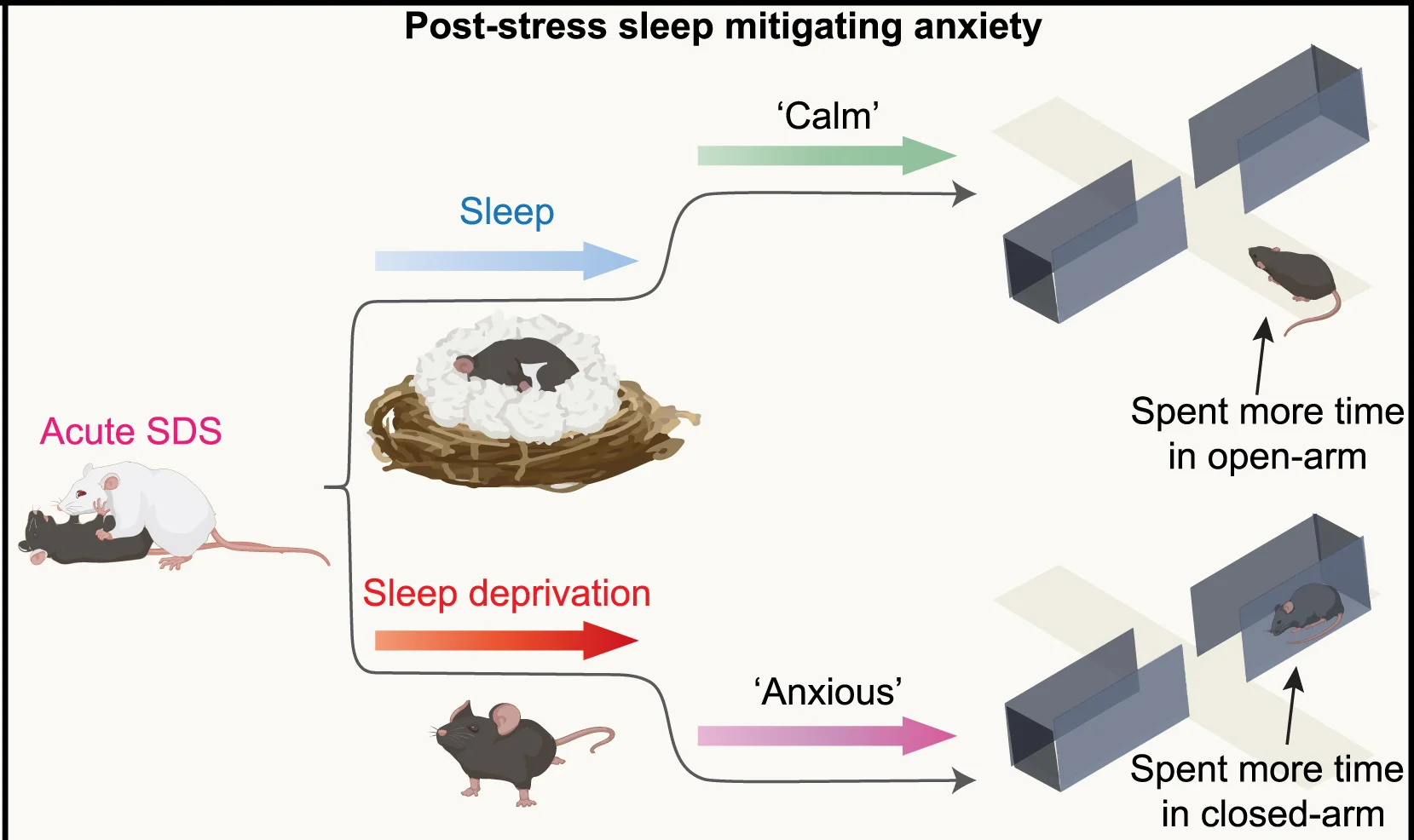 Open access visualization of Workflow, Illustration, Social Defeat Stress, Sleep, Anxiety