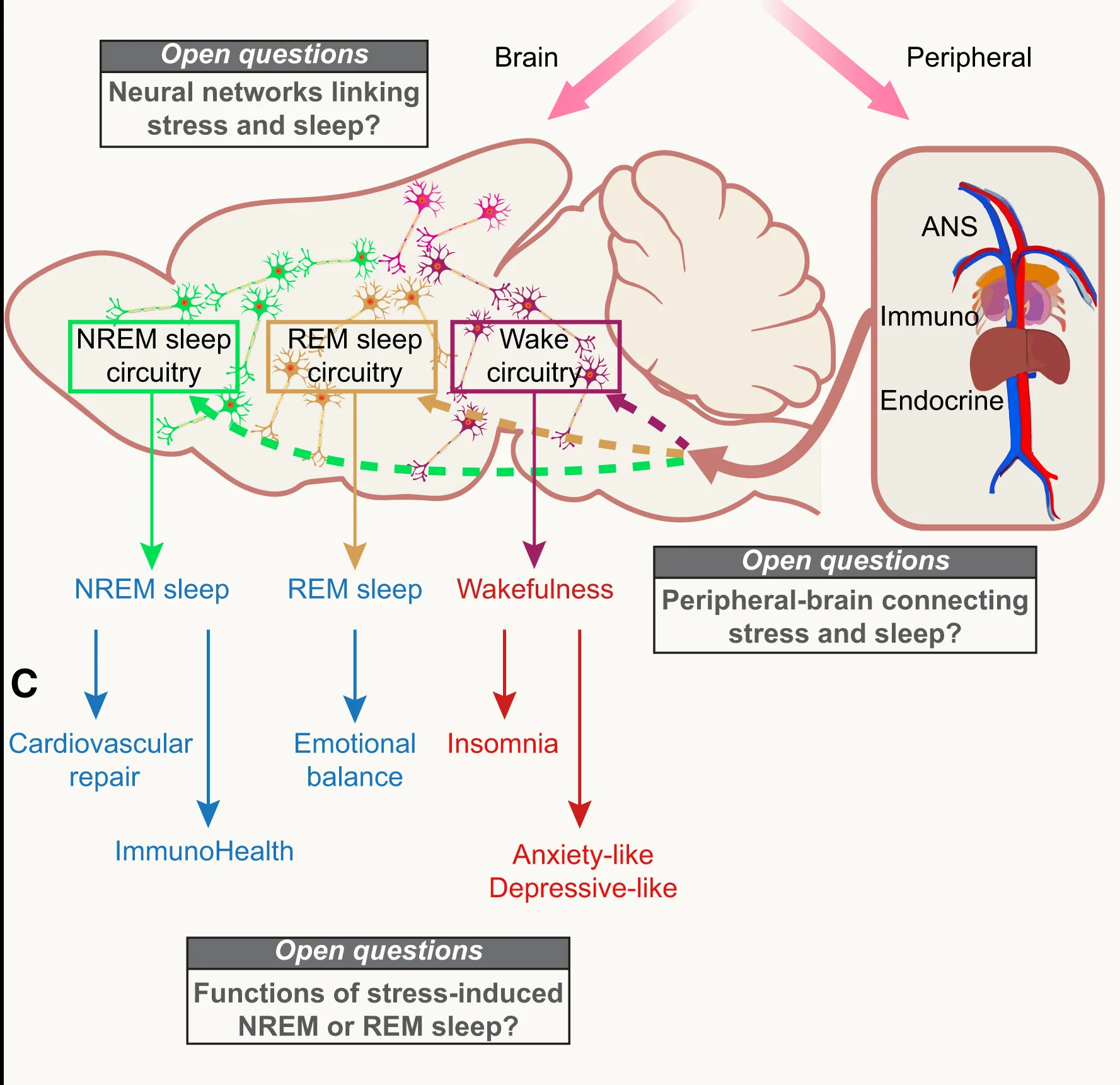 Open access visualization of Workflow, Illustration, Brain Circuitry, Stress, Brain States