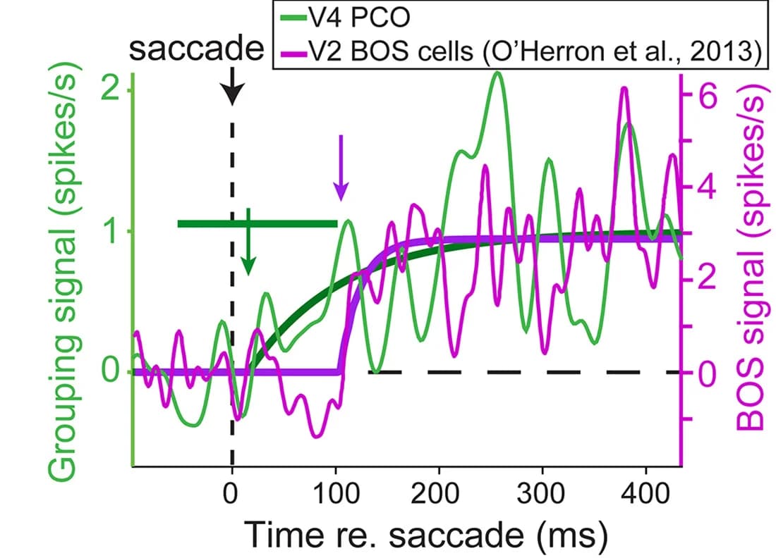 Open access visualization of Line Plot, Grouping Signal, BOS Signal, V2, Regression Fits