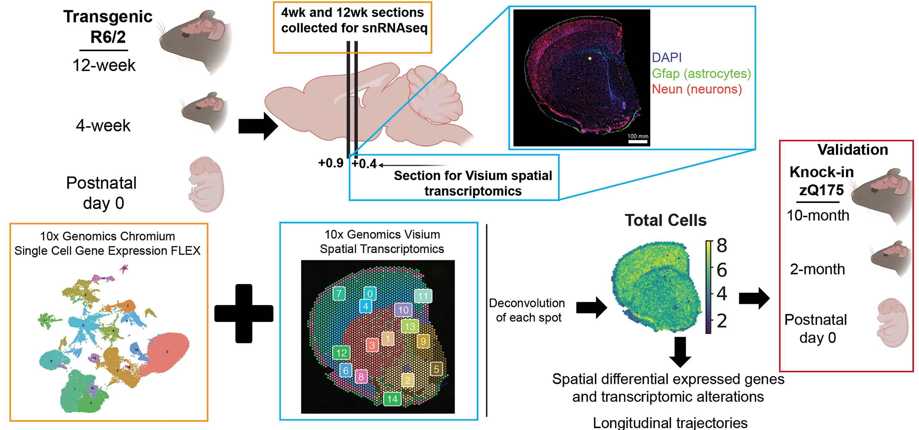 Open access visualization of Workflow, Microscopy, Scatter Plot, Heatmap, Tissue Collection