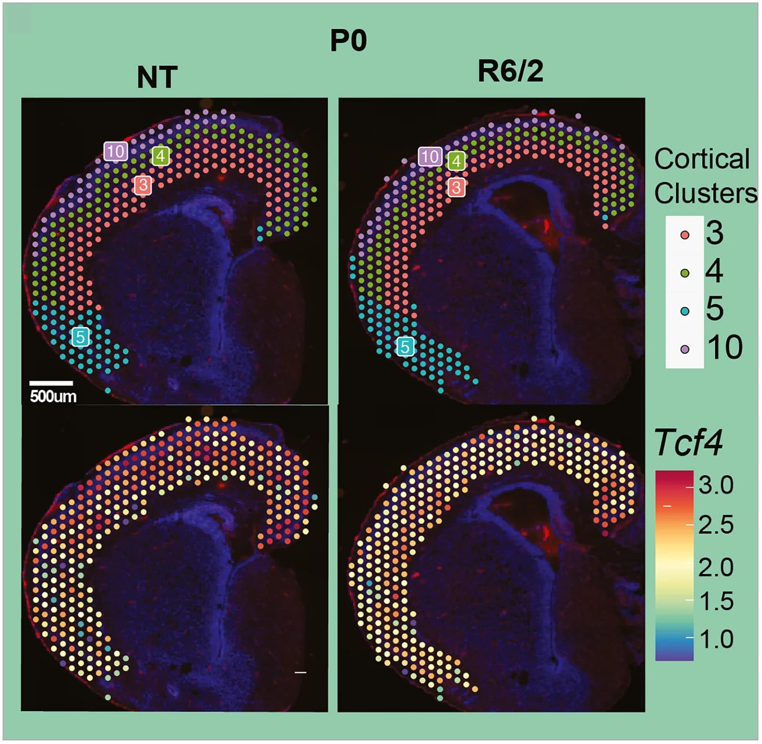 Open access visualization of Scatter Plot, Microscopy, Photo, Spatial Feature Plot, Tcf4 RNA Expression