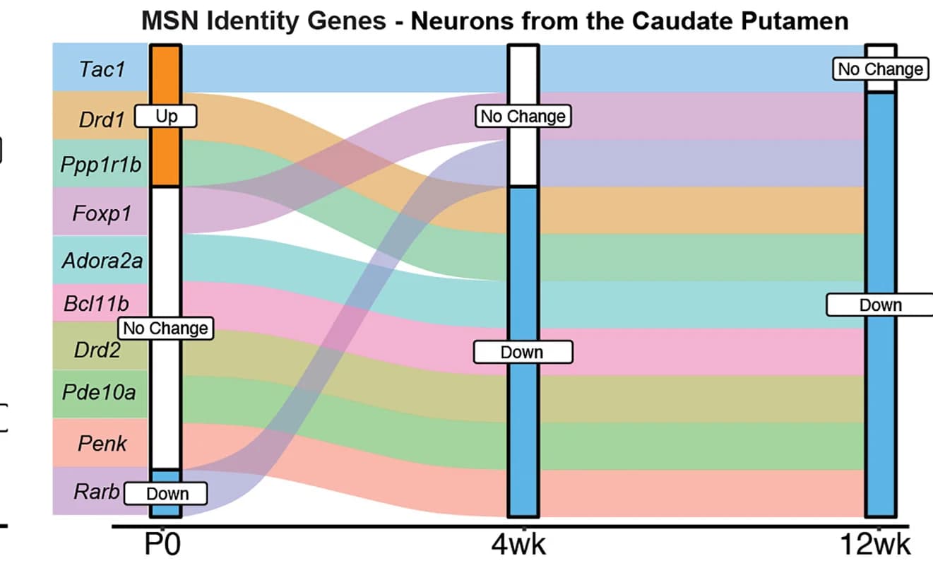 Open access visualization of Sankey, River Plot, MSN Identity Genes, Neuronal Genotype Differentially Expressed Genes, Caudate Putamen