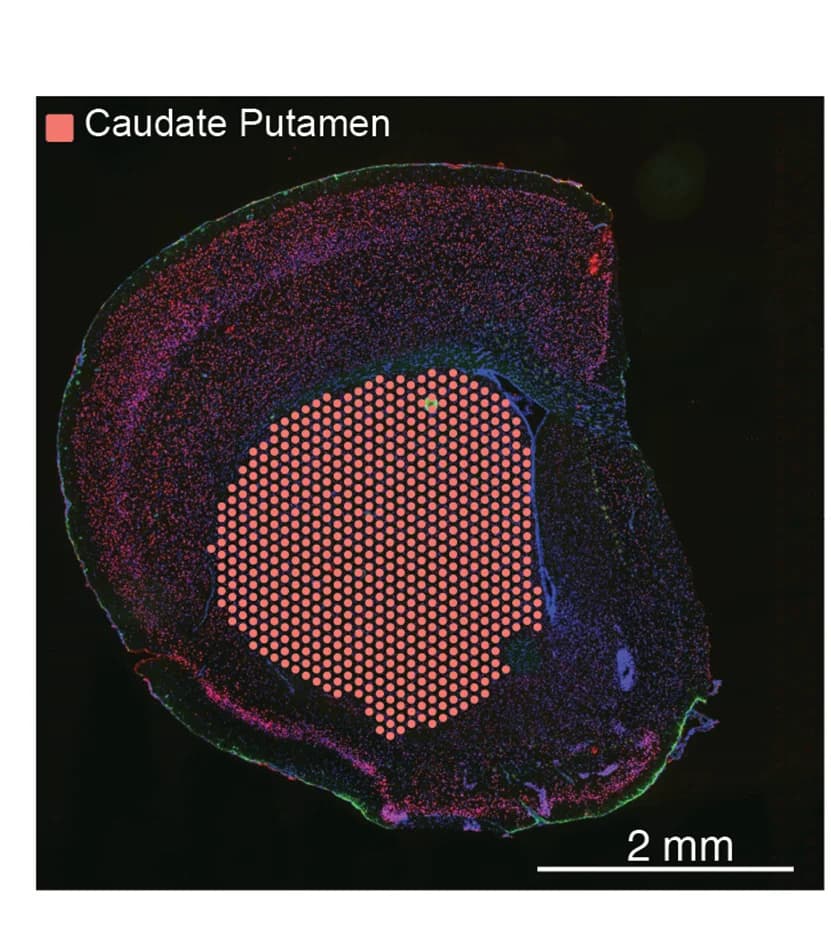 Open access visualization of Microscopy, Spatial Annotation, CellChat Analysis, Nuclei, CP