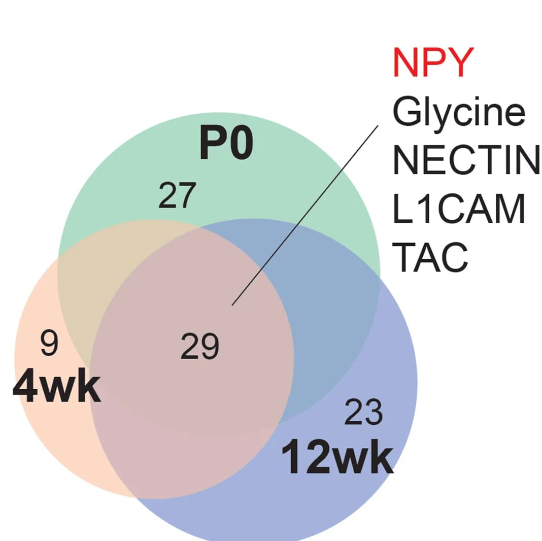 Open access visualization of Venn Diagram, Signaling Pathways, P0, 4 Weeks, 12 Weeks