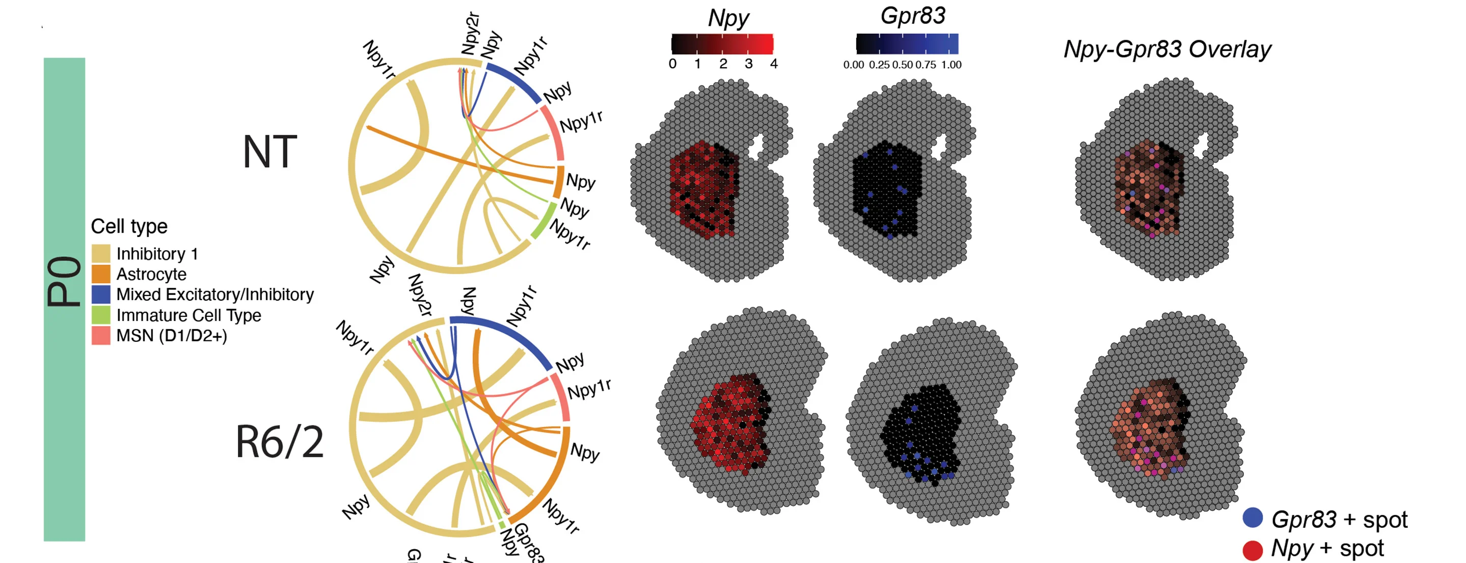 Open access visualization of Chord, Ligand-Receptor Interactions, Cell Types, Circos Plots, Communication Probability