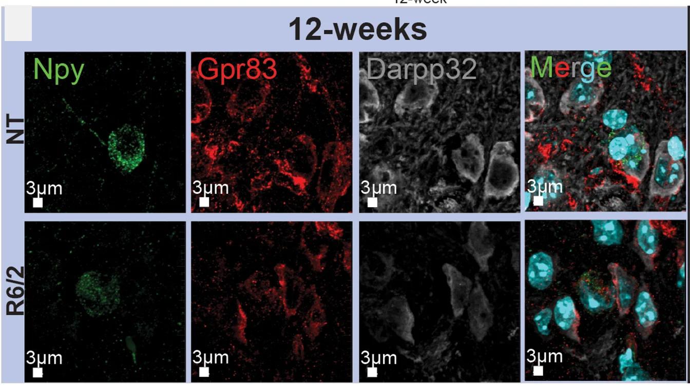 Open access visualization of Microscopy, Immunofluorescence, Intensity, DAPI, Npy