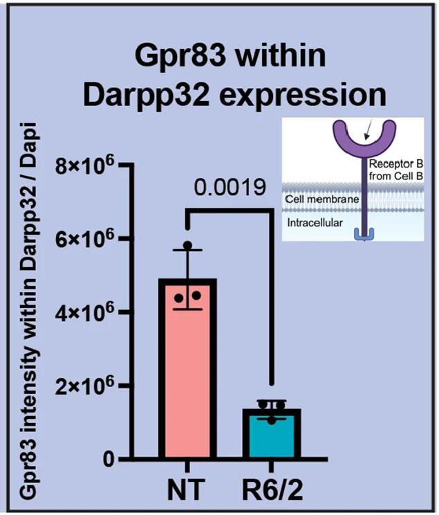 Open access visualization of Bar Plot, Error Bars, Immunofluorescence, Intensity, DAPI