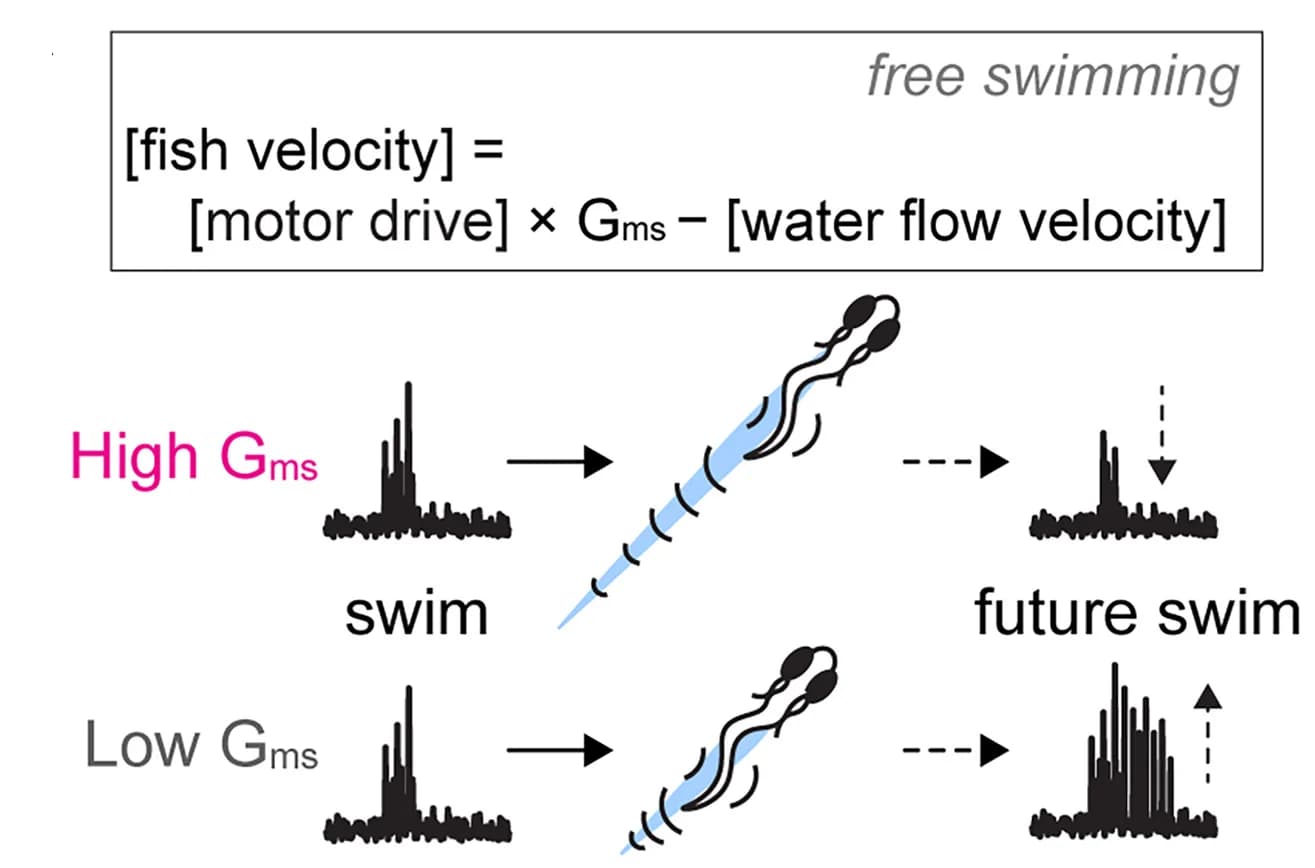 Open access visualization of Workflow, Illustration, Line Plot, Motor Adaptation, Action Effectiveness