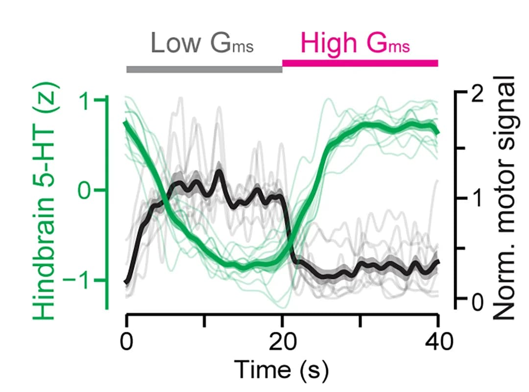 Open access visualization of Line Plot, Density Plot, Swim Vigor, 5-HT Release, Hindbrain