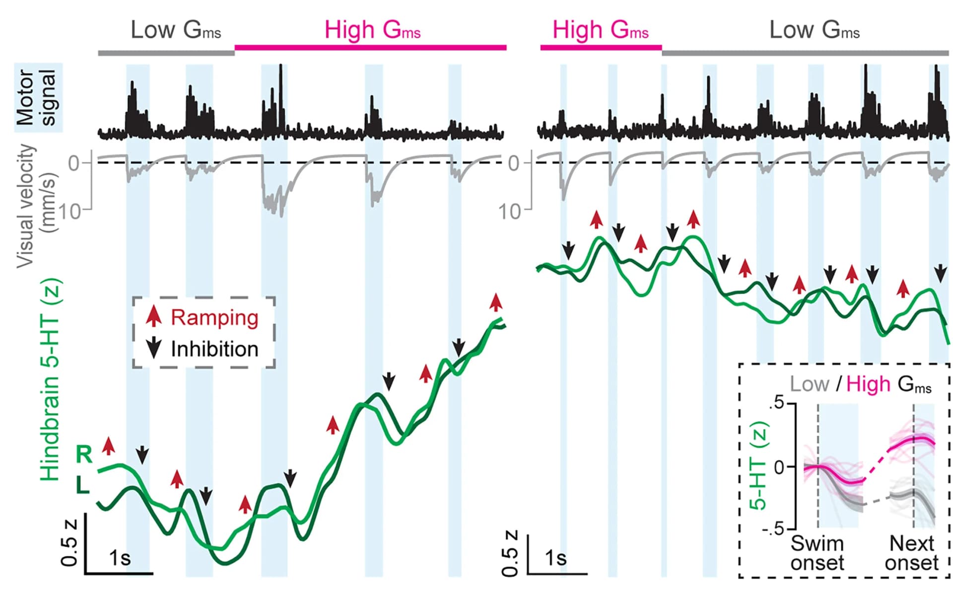 Open access visualization of Line Plot, Density Plot, 5-HT Signals, Swim Events, Behavioral Transitions