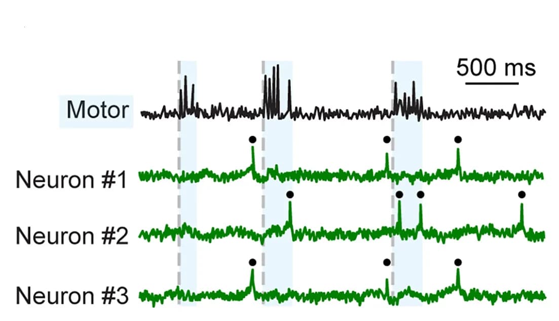 Open access visualization of Line Plot, Swim Signals, Voltage Signals, Neurons, Motor Vigor Learning