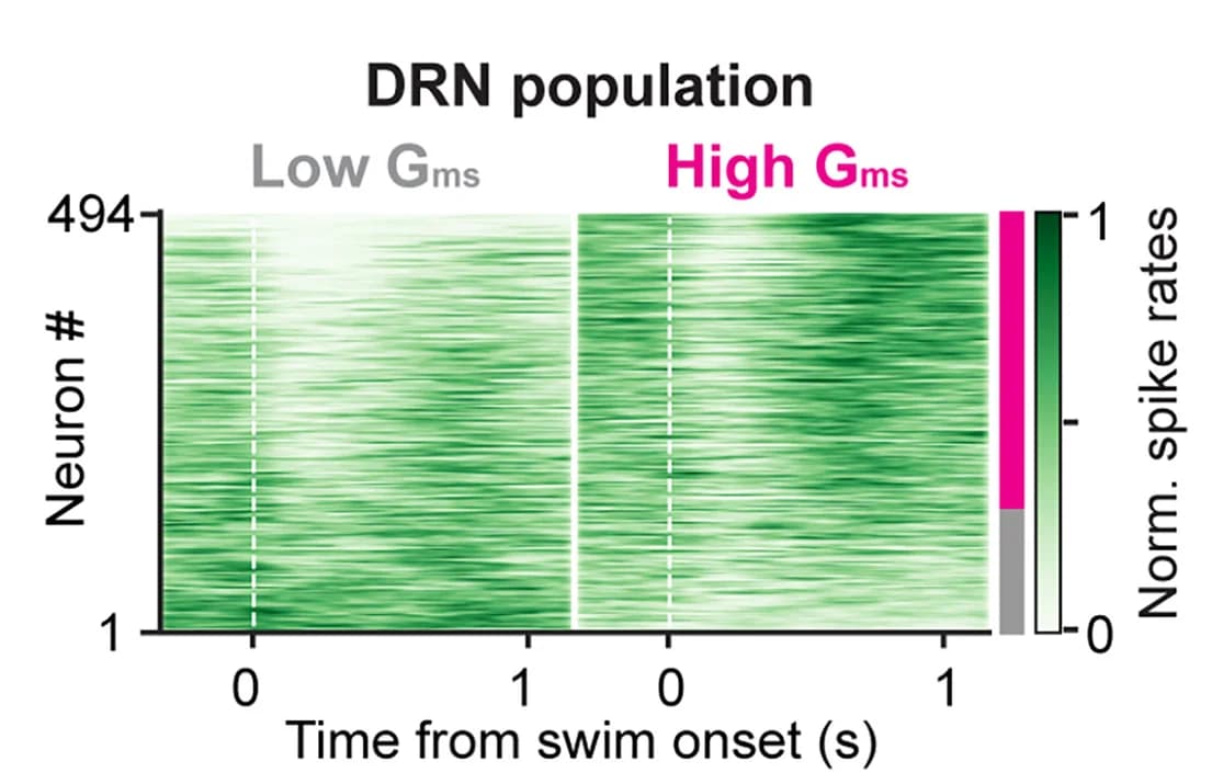 Open access visualization of Heatmap, Spike Rates, Serotonergic Neurons, Swimming, High-Gms Cells