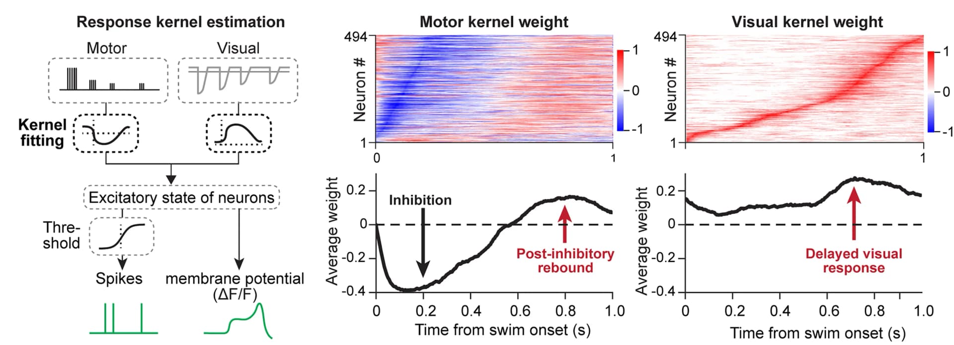 Open access visualization of Line Plot, Heatmap, Workflow, Spiking Kernel Model, Swimming