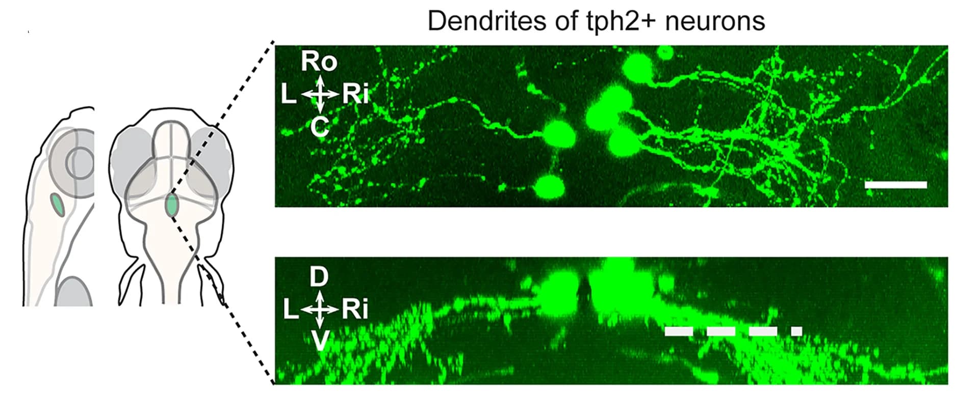 Open access visualization of Microscopy, Illustration, Raphe Serotonergic Neurons, Dendrites, Zebrafish