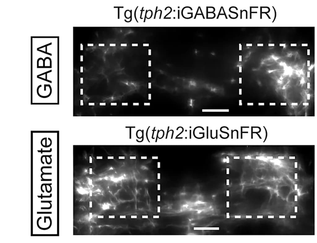 Open access visualization of Microscopy, GABA Indicator, Glutamate Indicator, Dendrites, Serotonergic Neurons