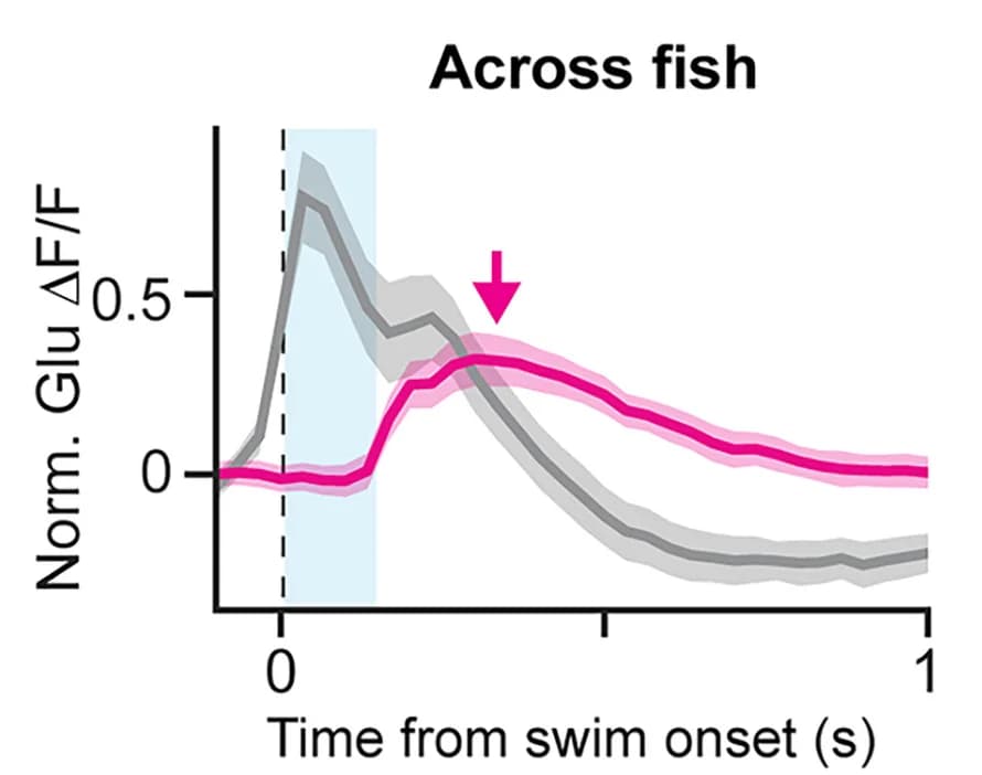 Open access visualization of Line Plot, Error Bars, Glutamate Inputs, Visual Feedback, Closed-Loop Feedback