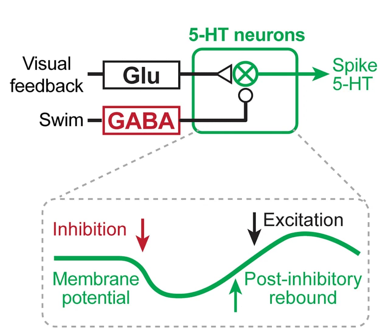Open access visualization of Workflow, Flowchart, Illustration, GABAergic Input, Glutamatergic Input