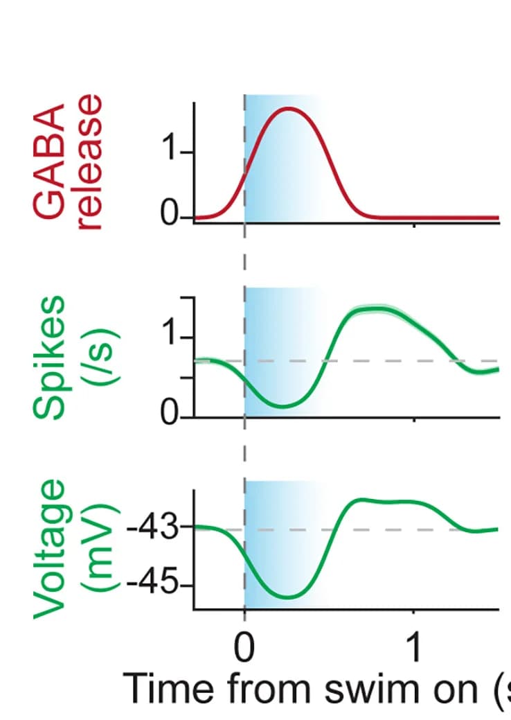Open access visualization of Line Plot, Error Bars, GABA Signals, 5-HT Neuron Spiking, Membrane Potential