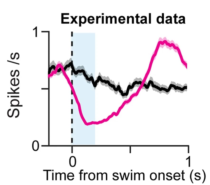 Open access visualization of Line Plot, Error Bars, Experimental Data, Visual Responses, GABAergic Inhibition