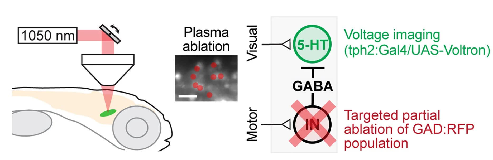 Open access visualization of Workflow, Illustration, Two-Photon Plasma Ablation, GABAergic Neurons, Red Fluorescent Protein