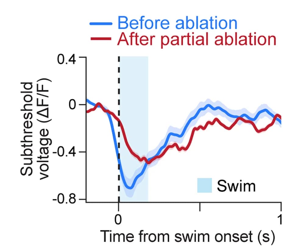 Open access visualization of Line Plot, Error Bars, Membrane Potential Dynamics, Serotonergic Neurons, GABAergic Neuron Ablation
