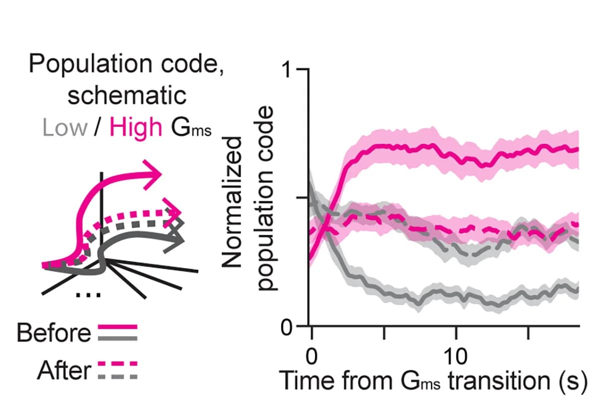 Open access visualization of Line Plot, Error Bars, GABAergic Neuron Ablation, Population Coding, Serotonergic Neurons
